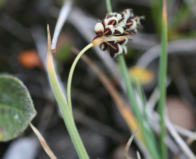 Twocolor Sedge photo 2