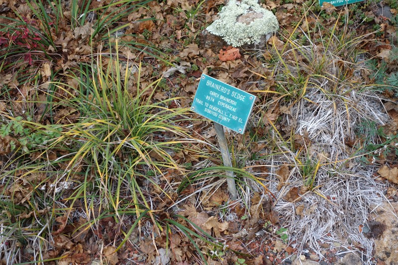Brainerd's Sedge photo 2
