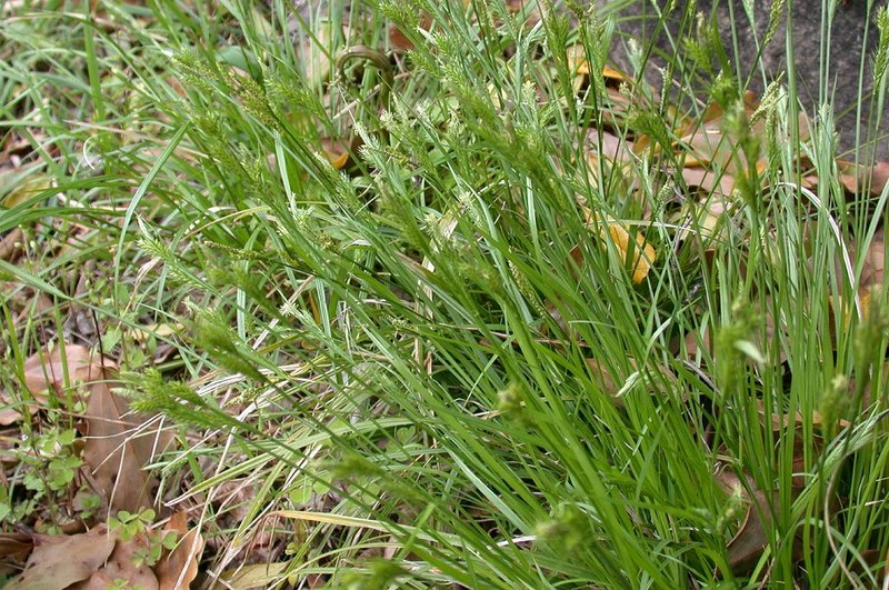 Asian Shortstem Sedge photo 2