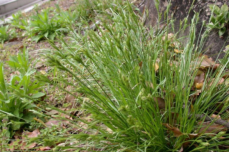 Asian Shortstem Sedge photo 3