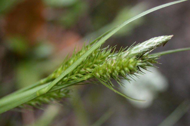 Asian Shortstem Sedge photo 4