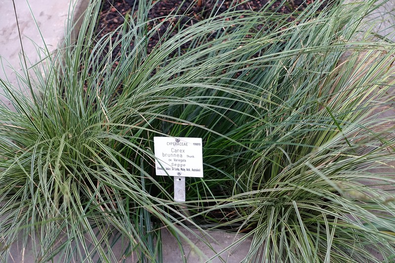 Greater Brown Sedge photo 2