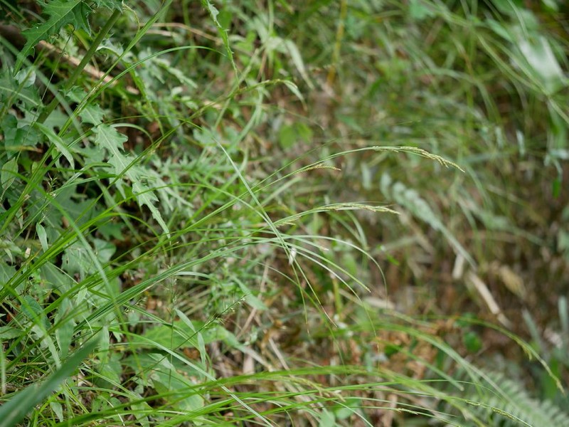 Greater Brown Sedge photo 3