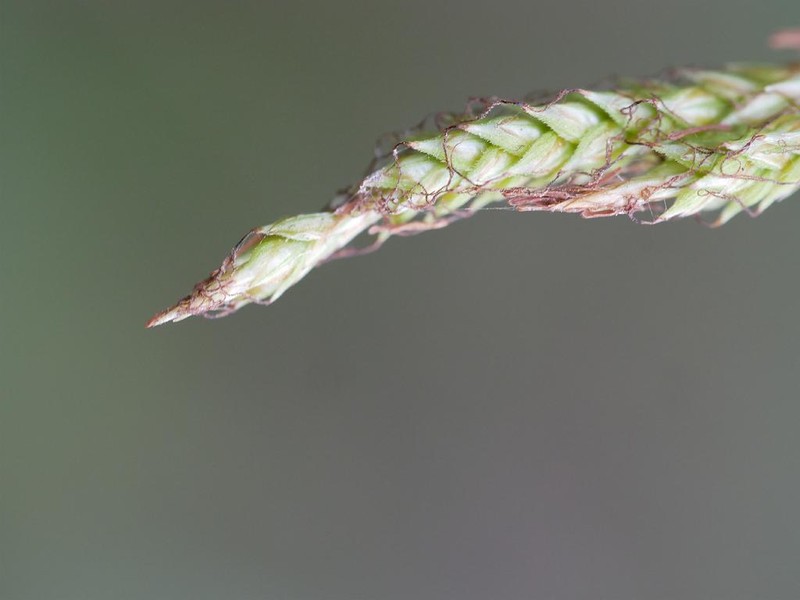 Greater Brown Sedge photo 4