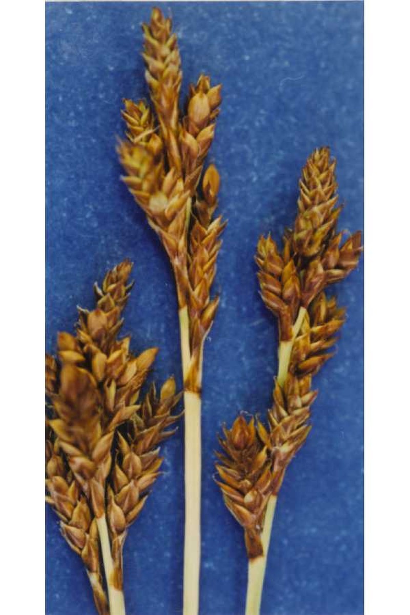Brownish Sedge photo 2