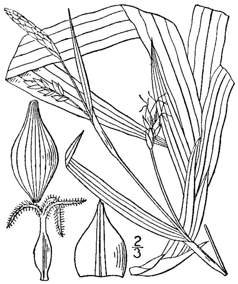 Carey's Sedge photo 2