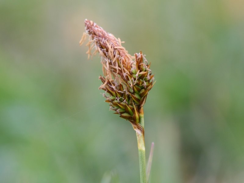 Vernal Sedge photo 2
