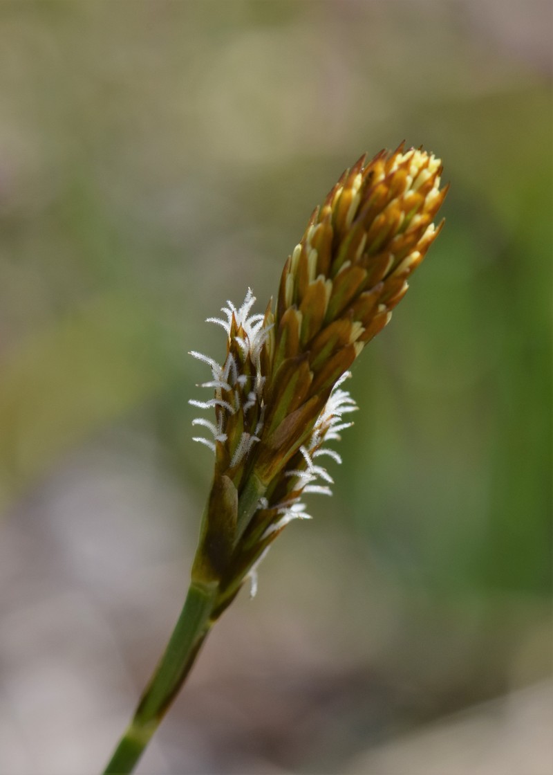 Vernal Sedge photo 3