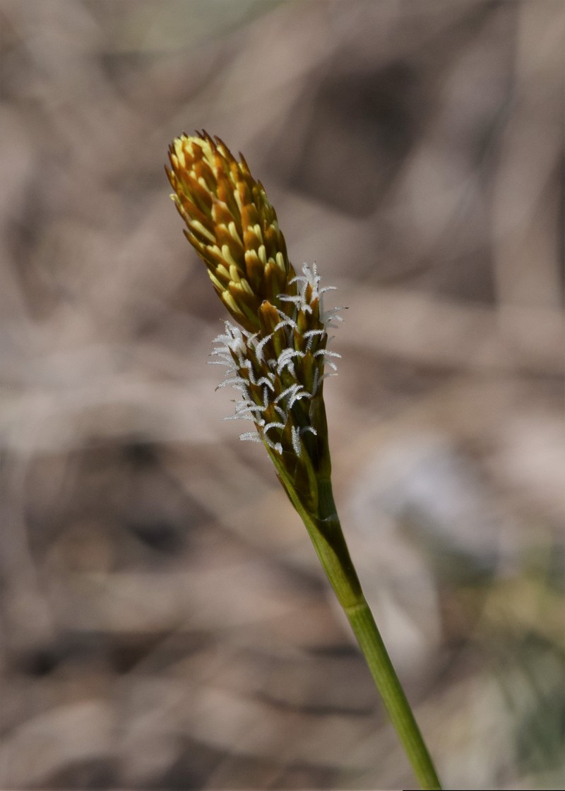 Vernal Sedge photo 4