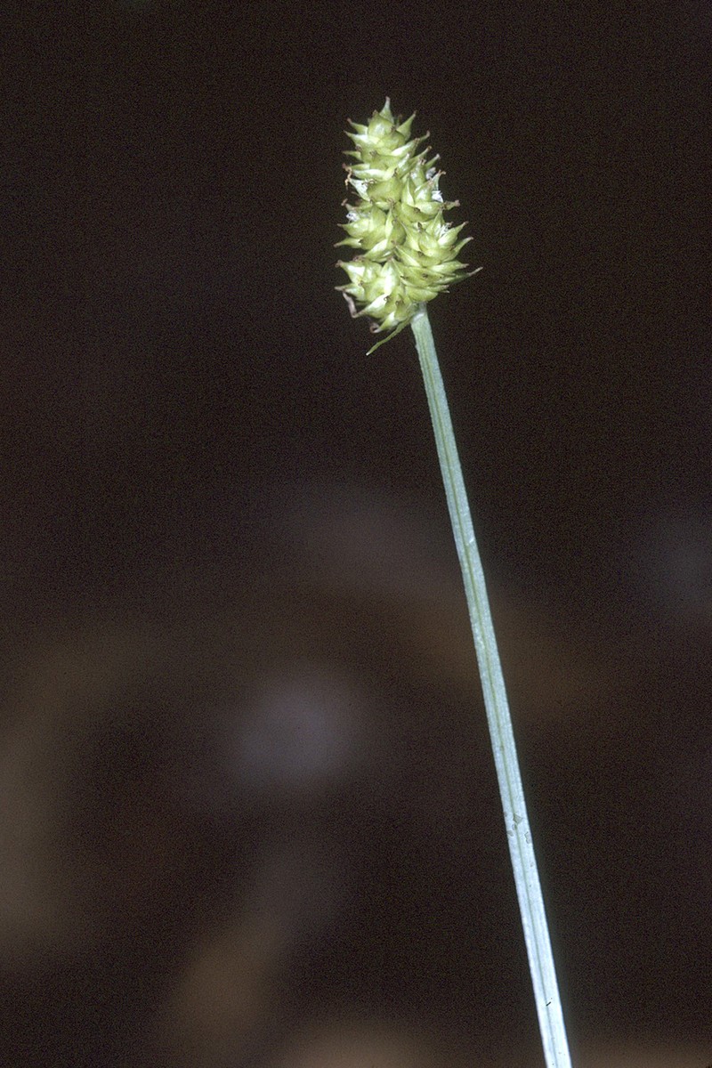 Oval-Leaf Sedge photo 2