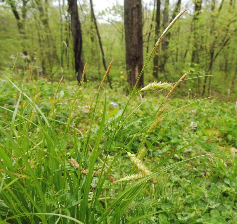 Cherokee Sedge photo 2