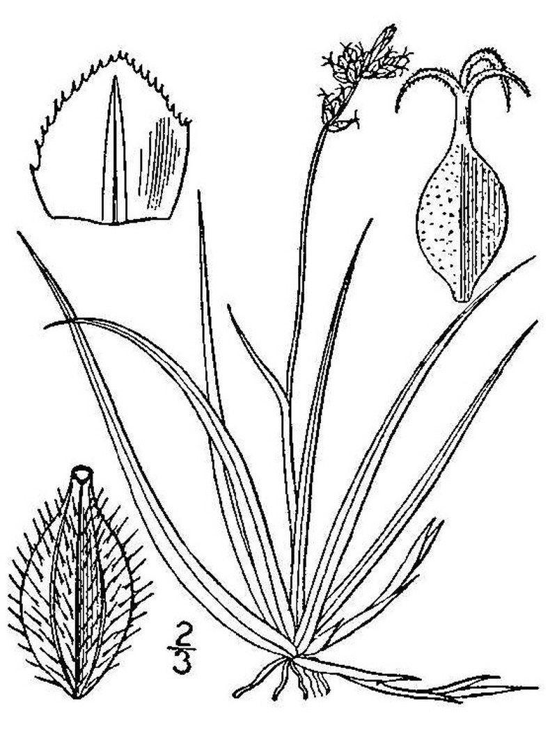 Low Northern Sedge photo 2