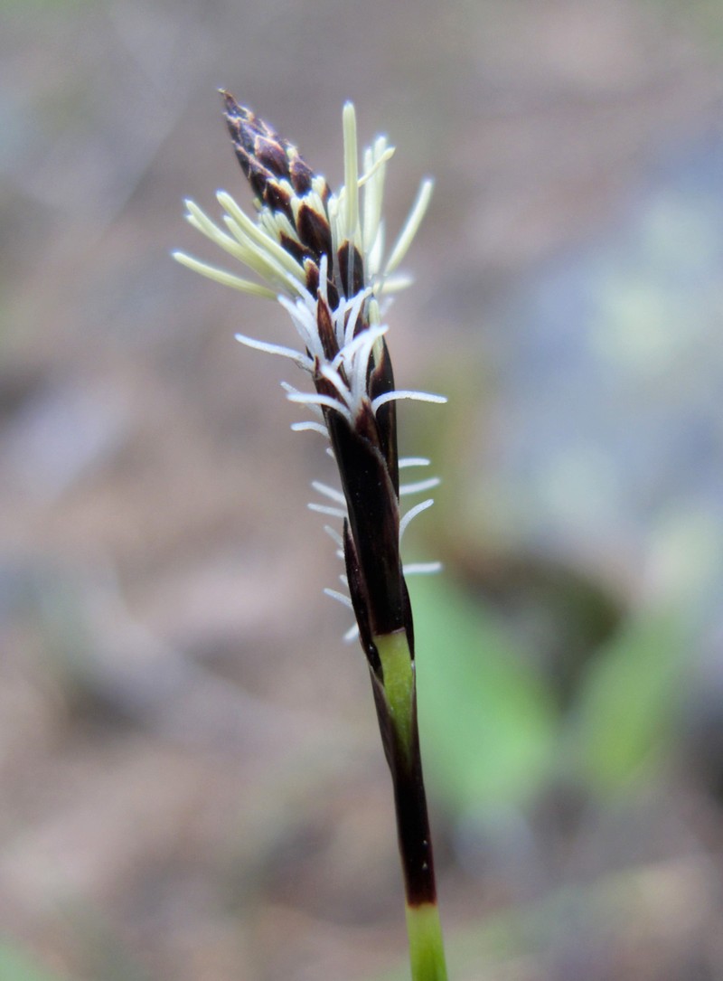 Northwestern Sedge photo 2