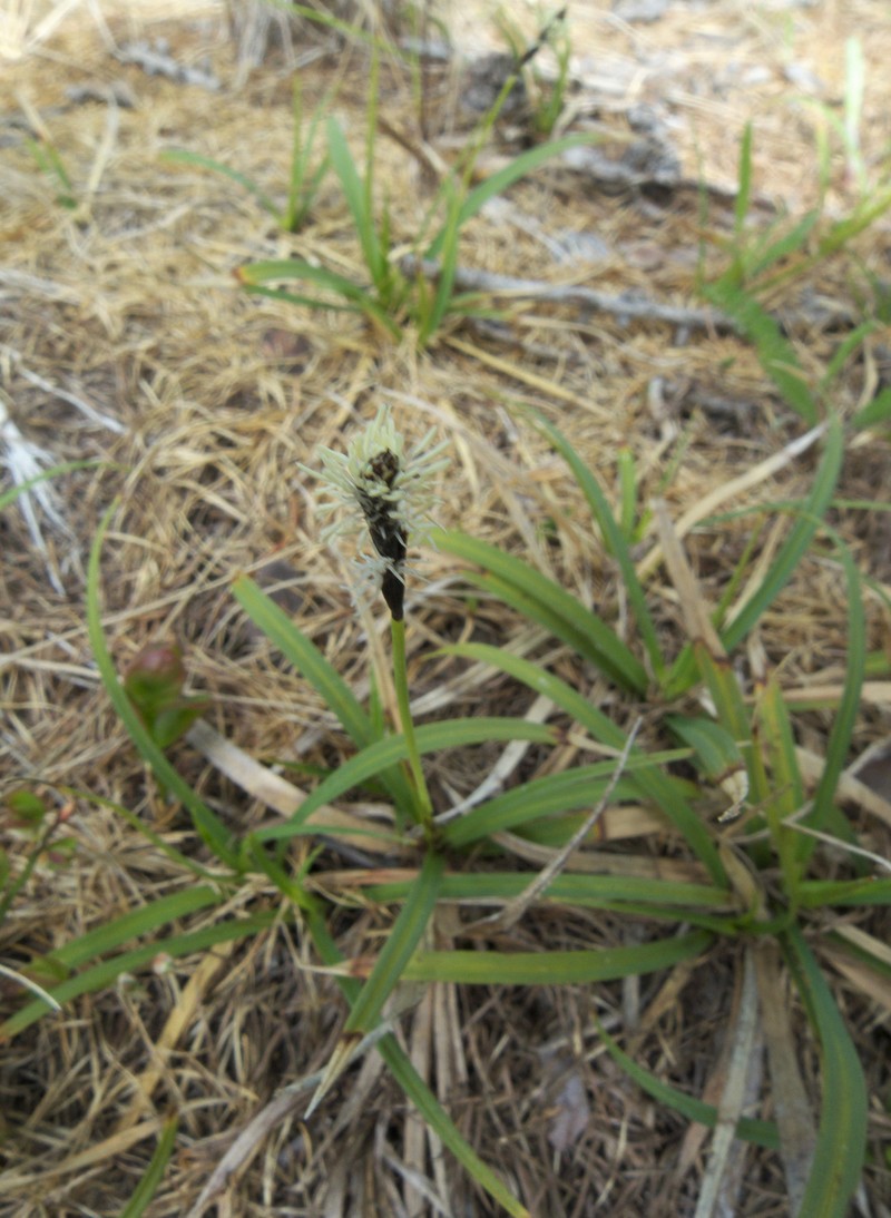 Northwestern Sedge photo 3