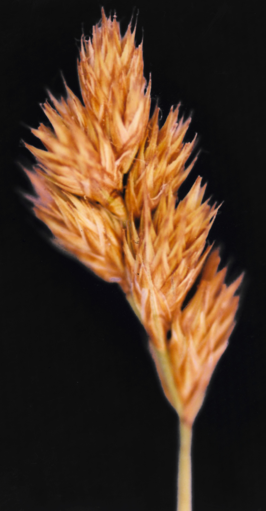 Crawford's Sedge photo 2