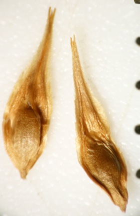 Crawford's Sedge photo 3