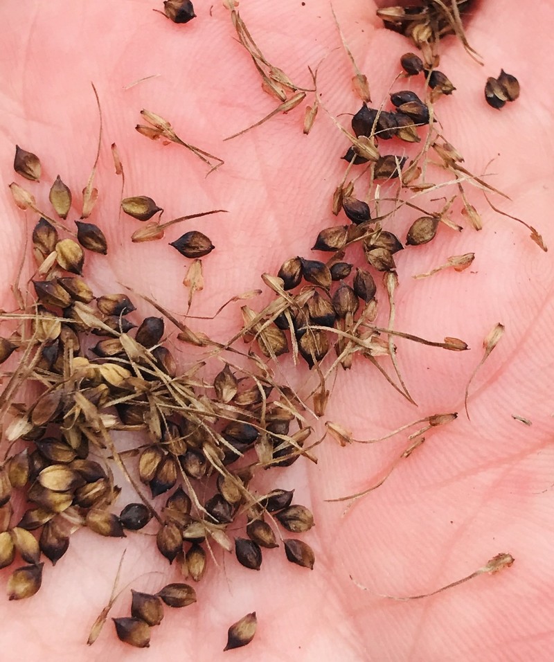 Fringed Sedge photo 2