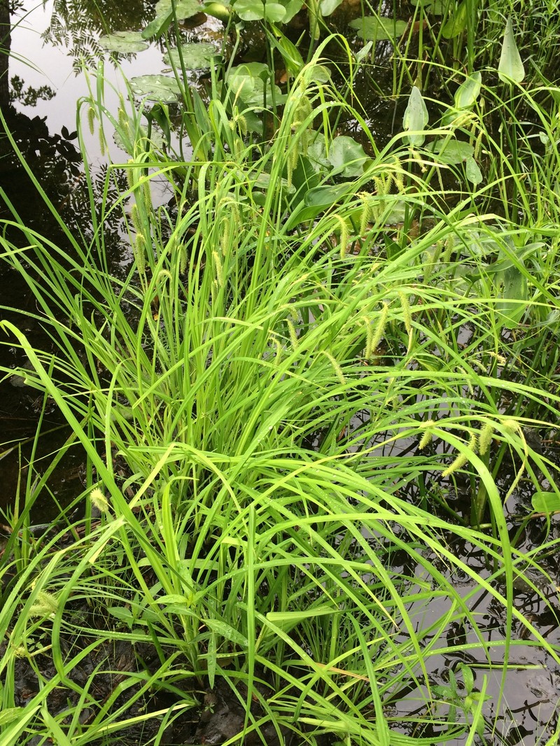 Fringed Sedge photo 3