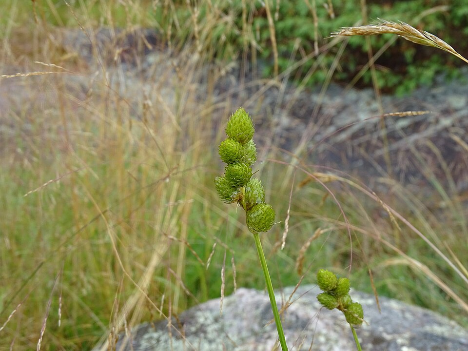 Clustered Sedge