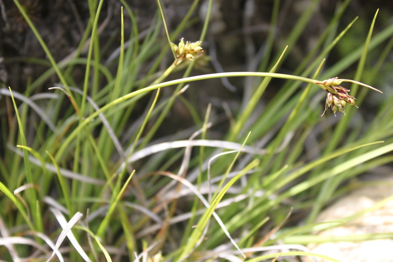 Northern Sedge photo 2