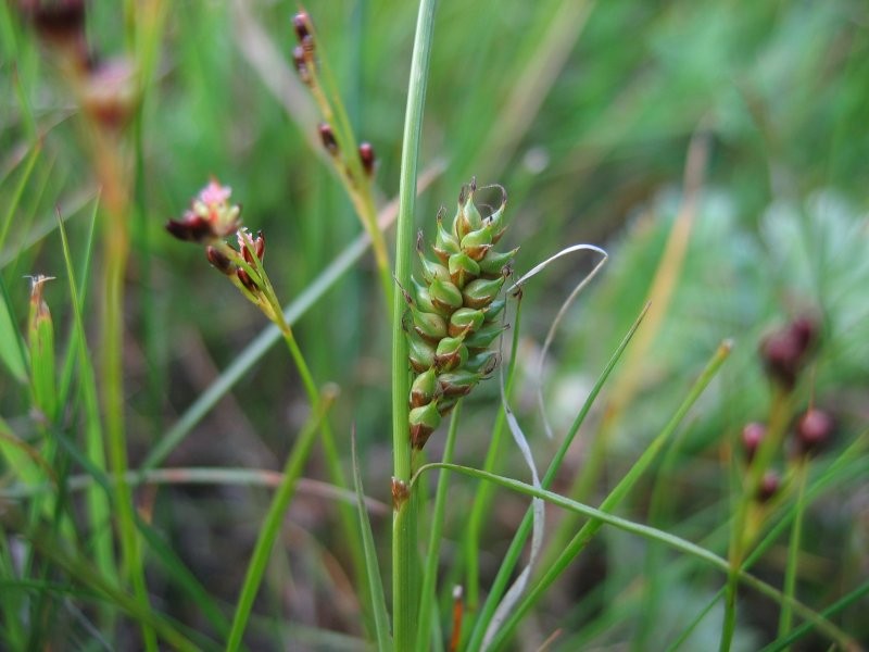 Distant Sedge photo 3