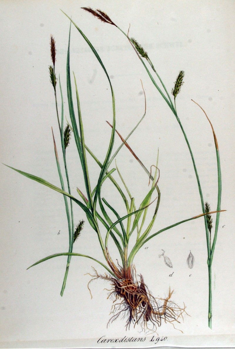 Distant Sedge photo 4