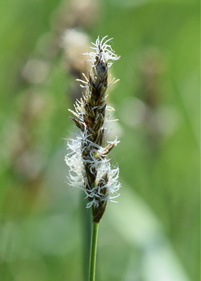 Tworank Sedge photo 2