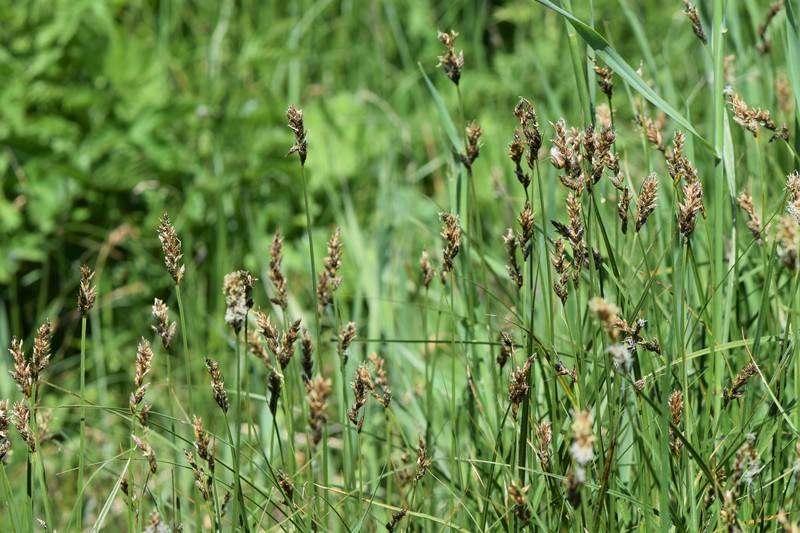 Tworank Sedge photo 3