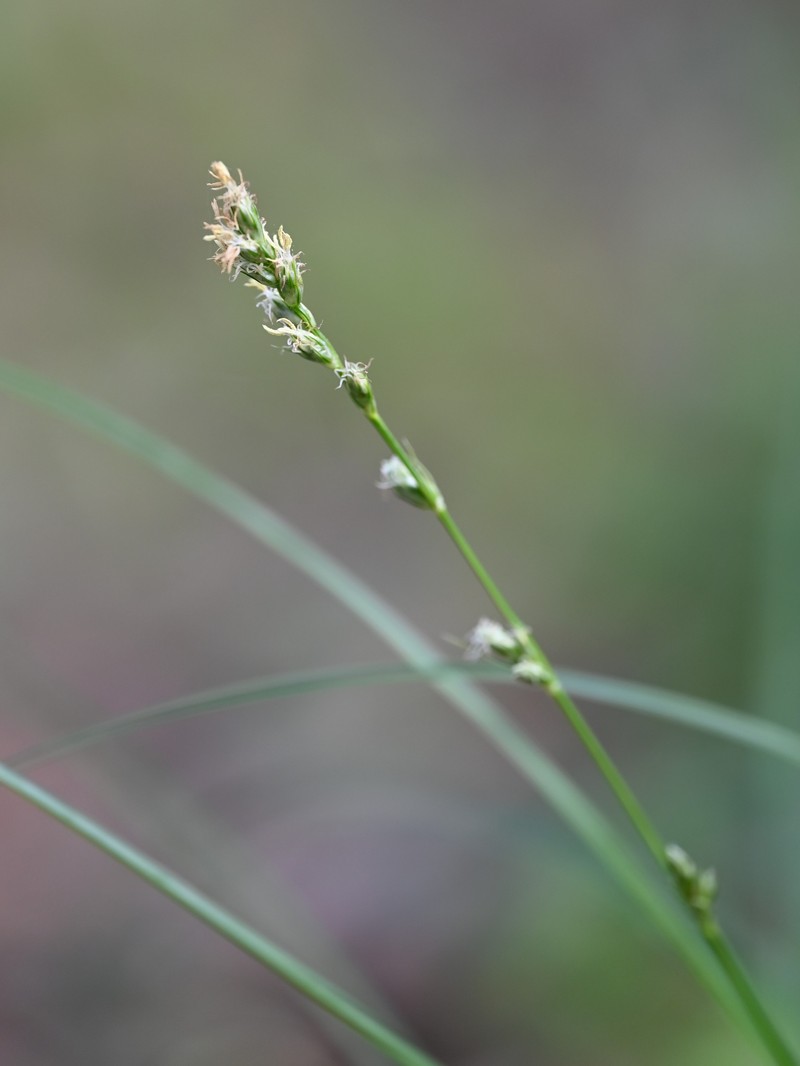 Grassland Sedge photo 2