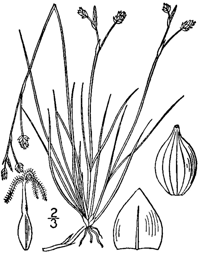 Bristleleaf Sedge photo 2