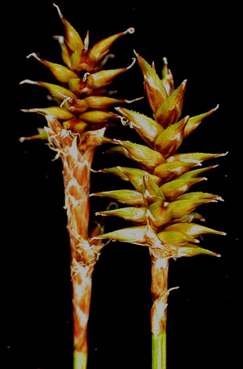 Coastal Sedge photo 2