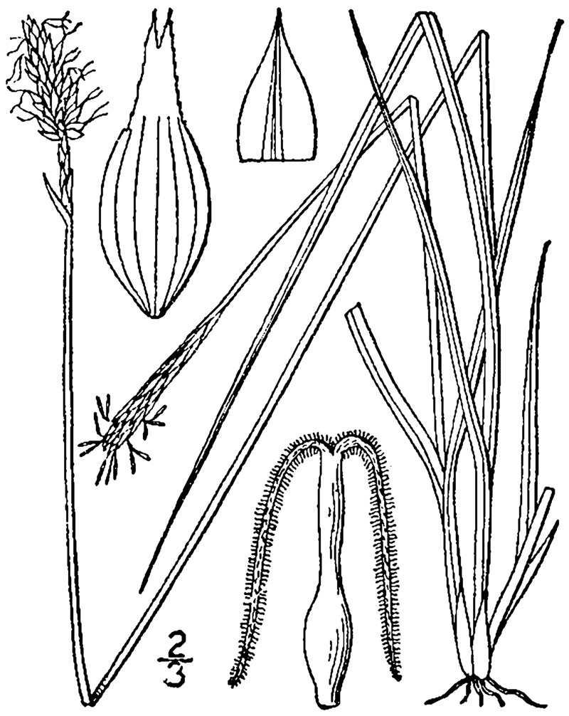 Coastal Sedge photo 3