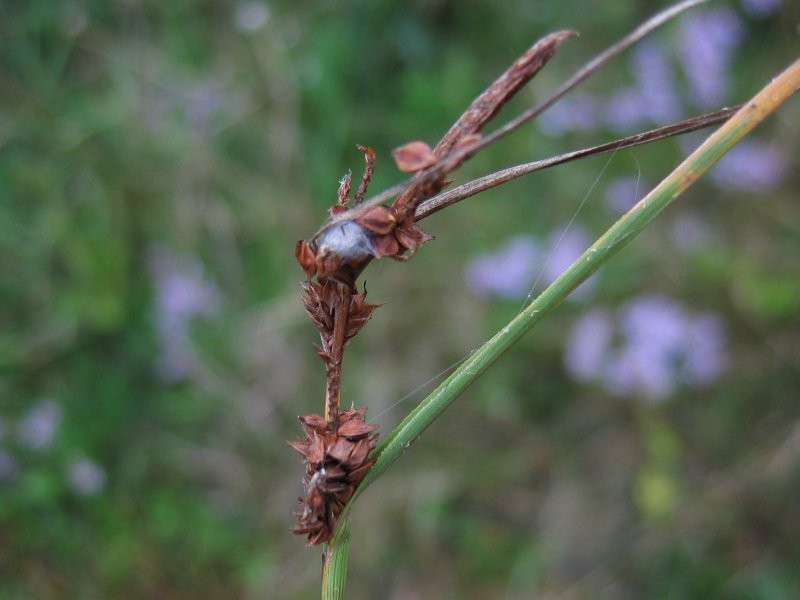 Longbract Sedge photo 2