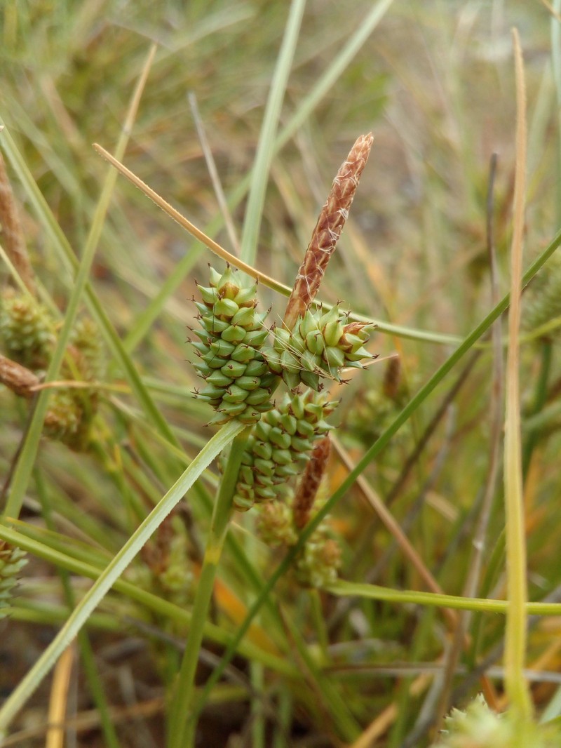 Longbract Sedge photo 3