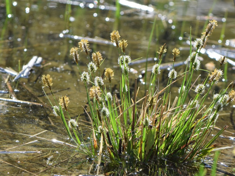 Longbract Sedge photo 4