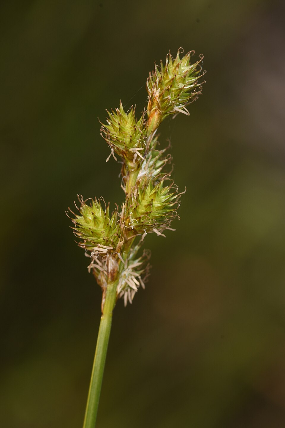 Greensheath Sedge photo 2