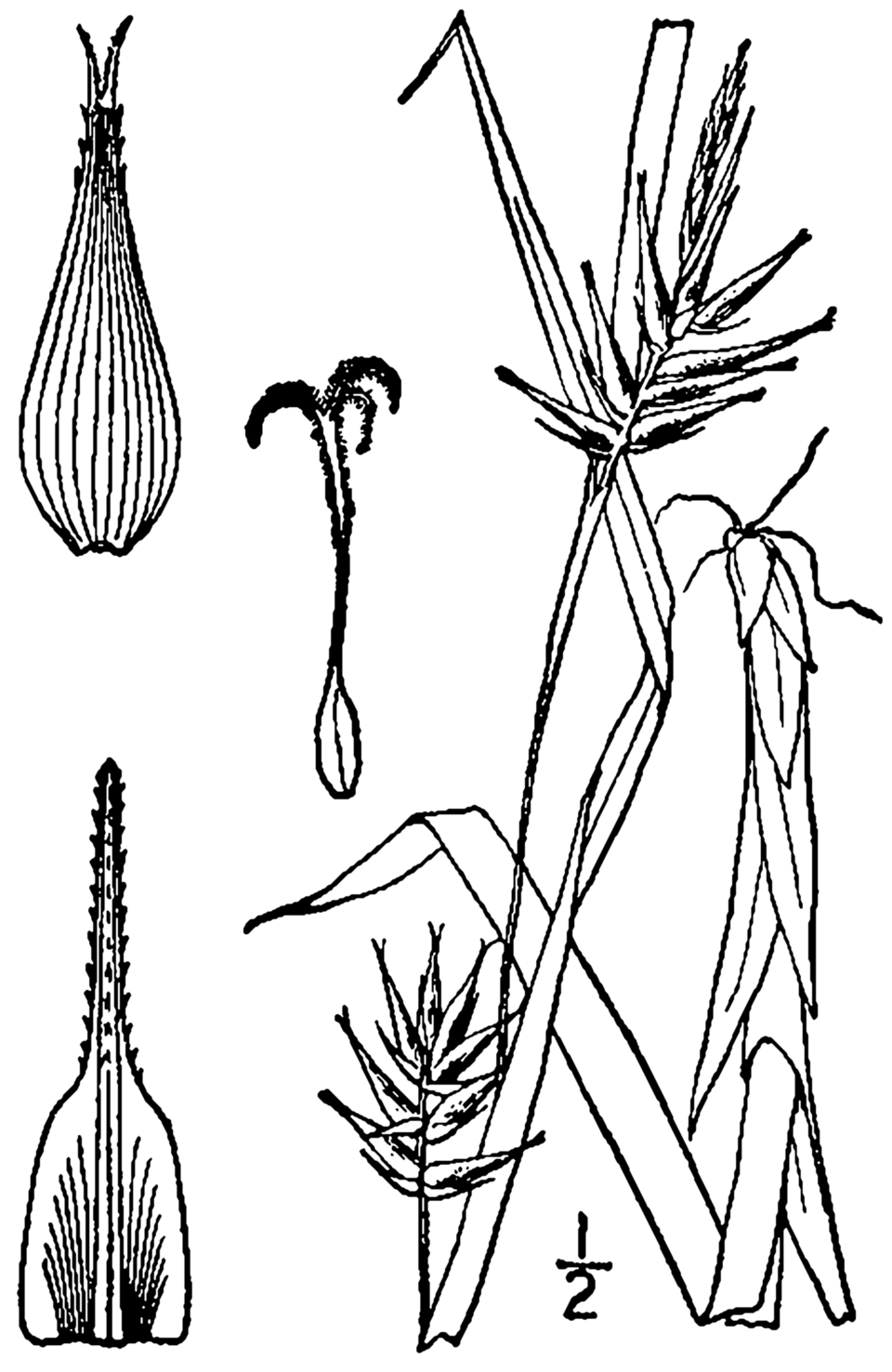 Northern Long Sedge photo 2