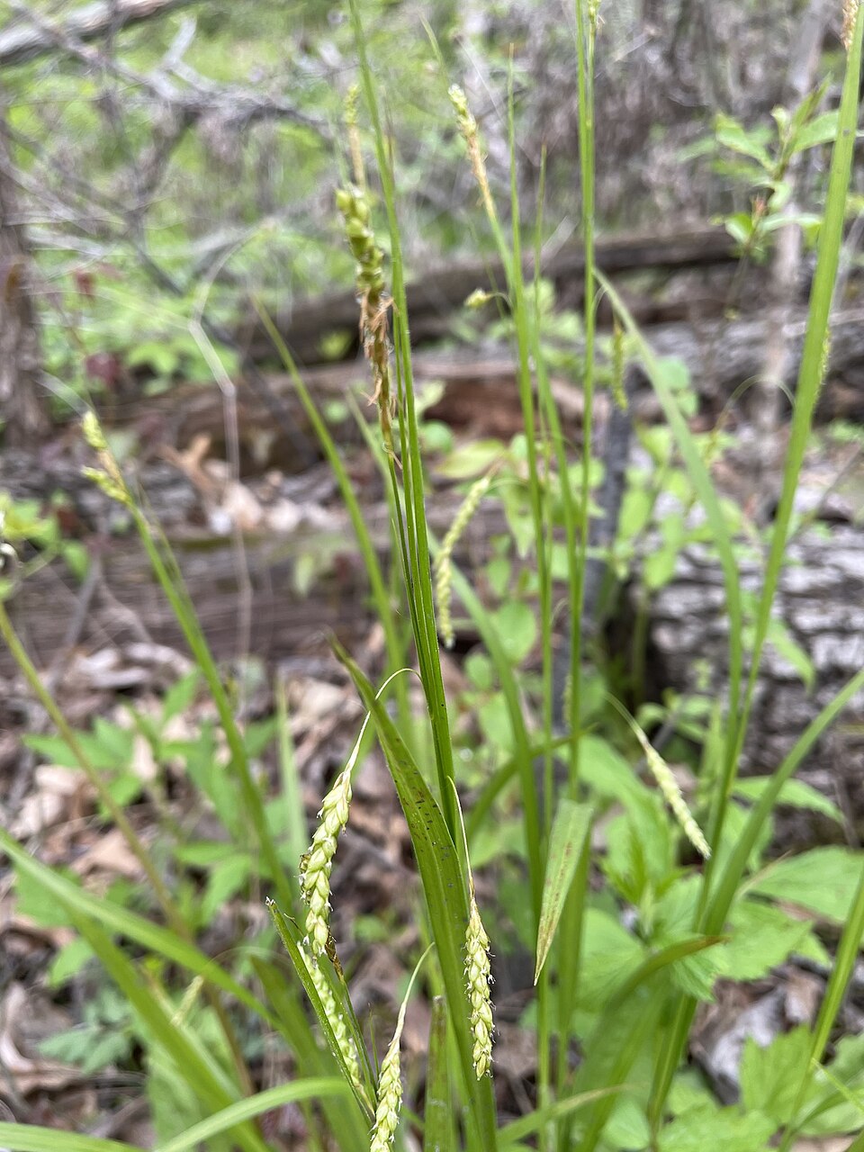 Handsome Sedge photo 2
