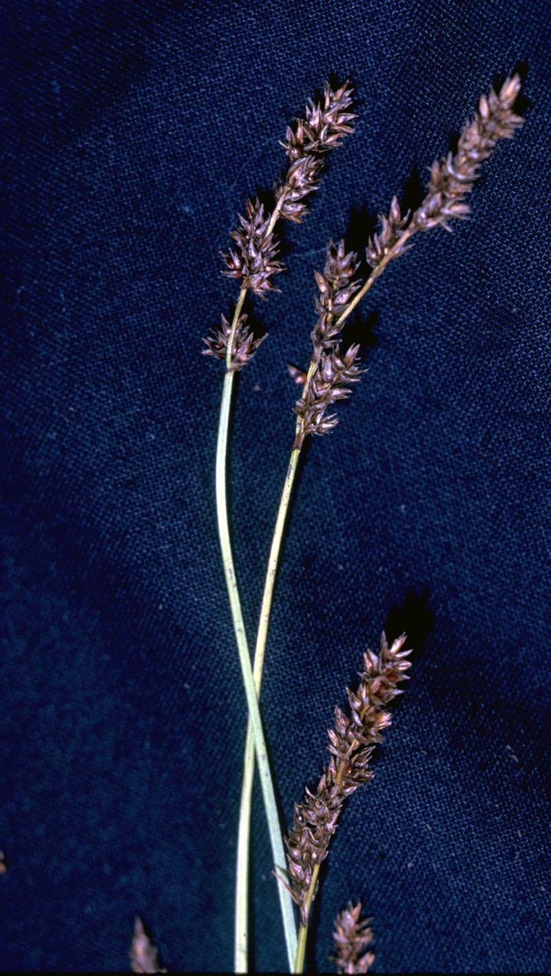 Sedge photo 2