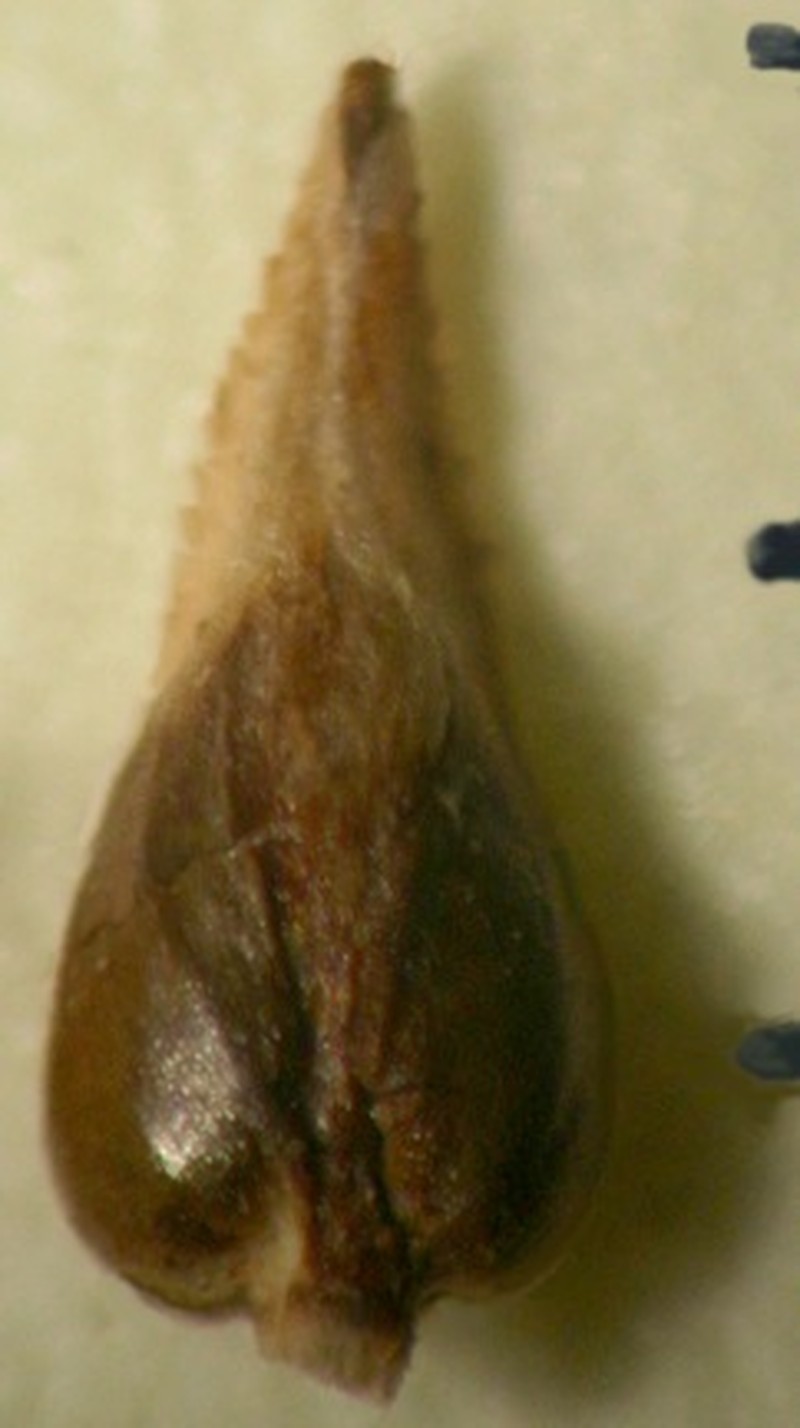 Sedge photo 4