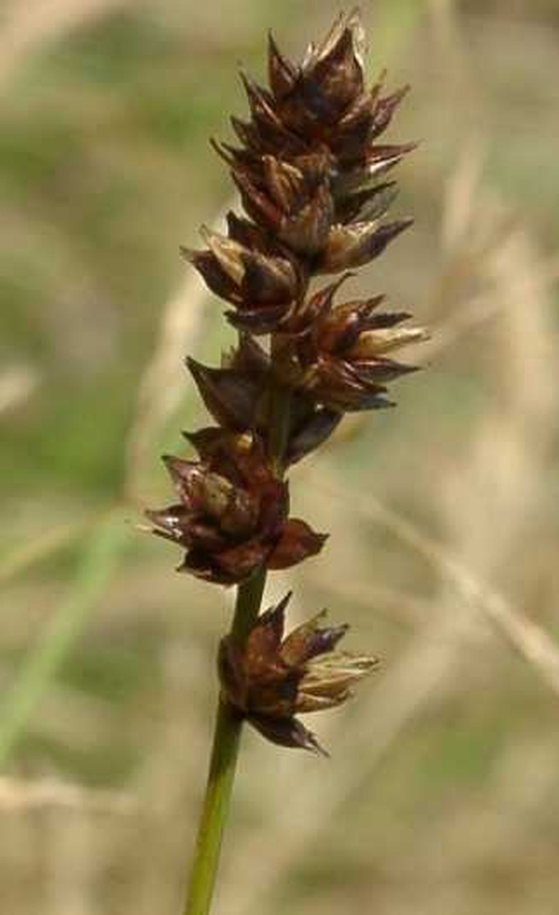 Sedge photo 5