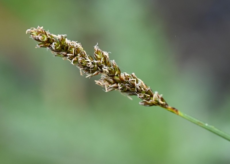 Sedge photo 3