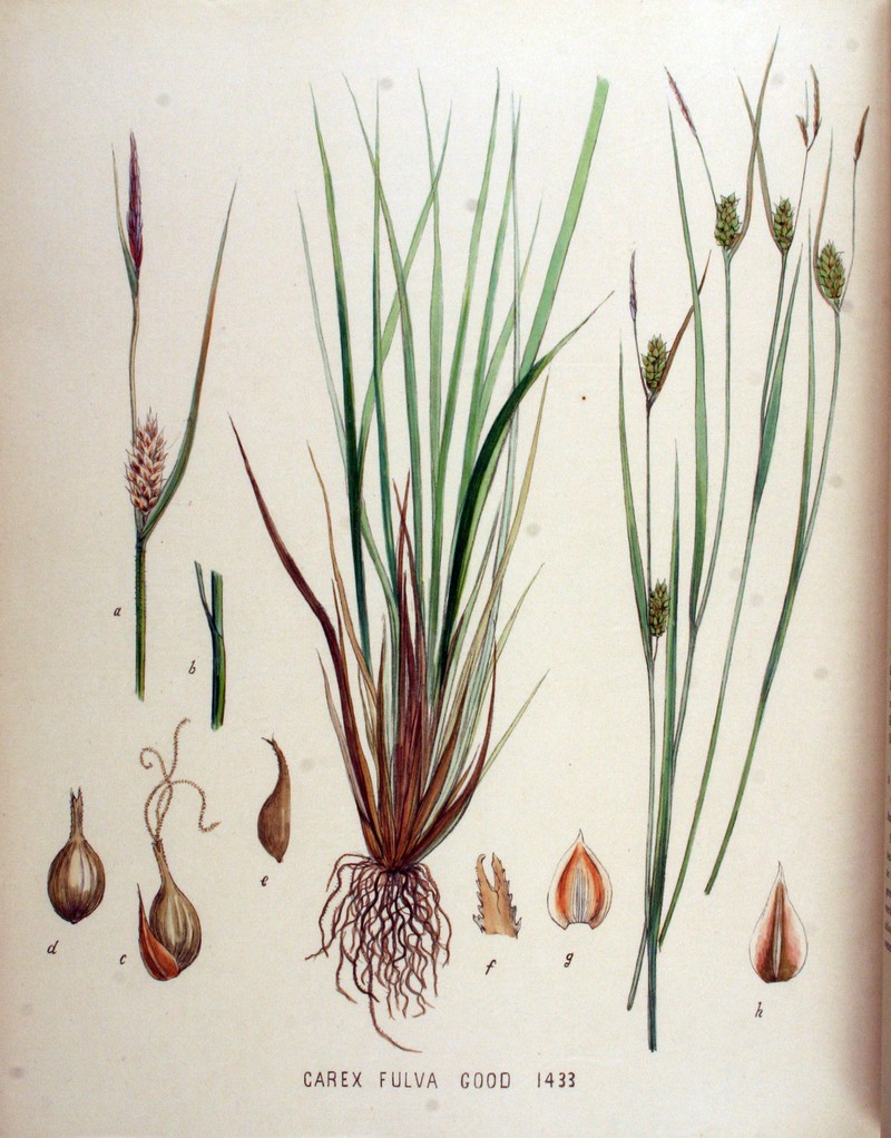 Sedge