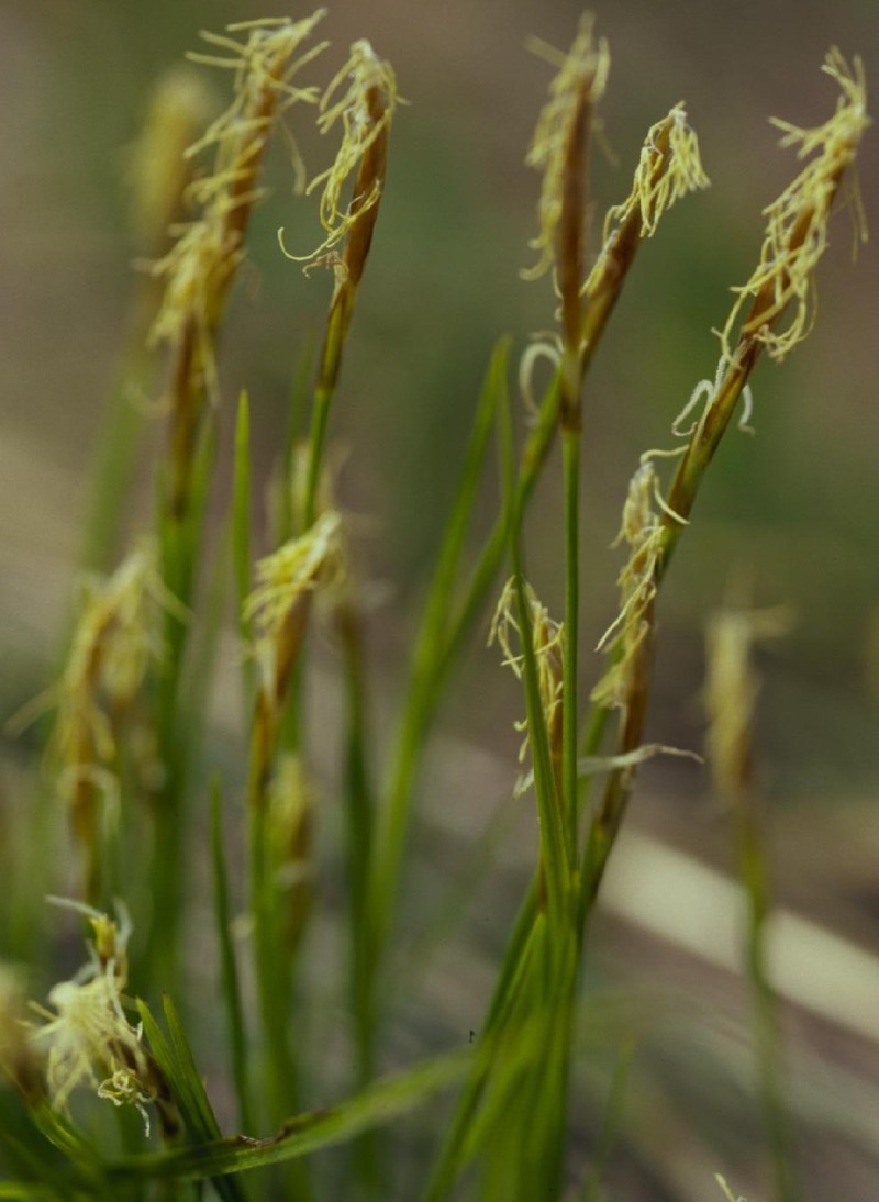 Geyer's Sedge photo 2