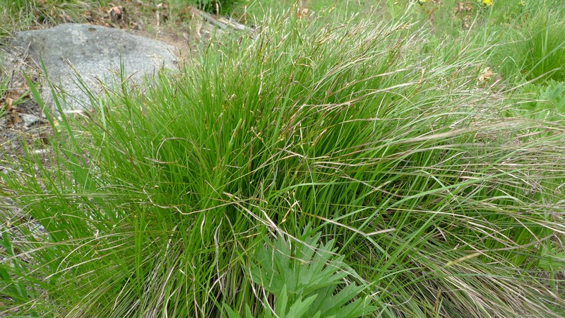 Geyer's Sedge photo 3