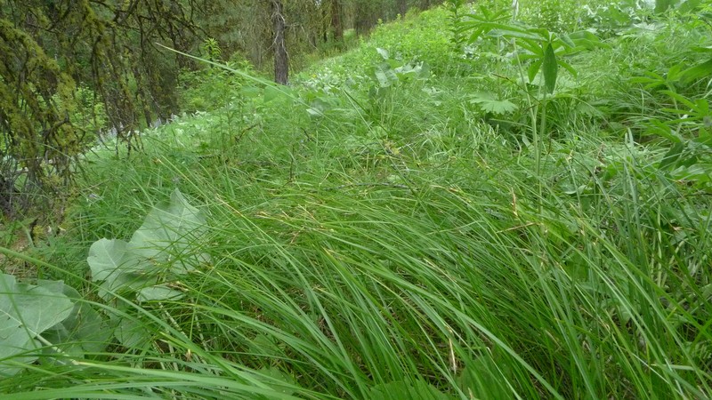 Geyer's Sedge photo 4