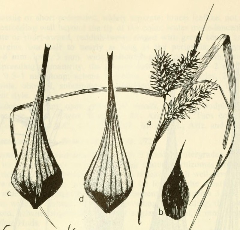 Giant Sedge photo 2