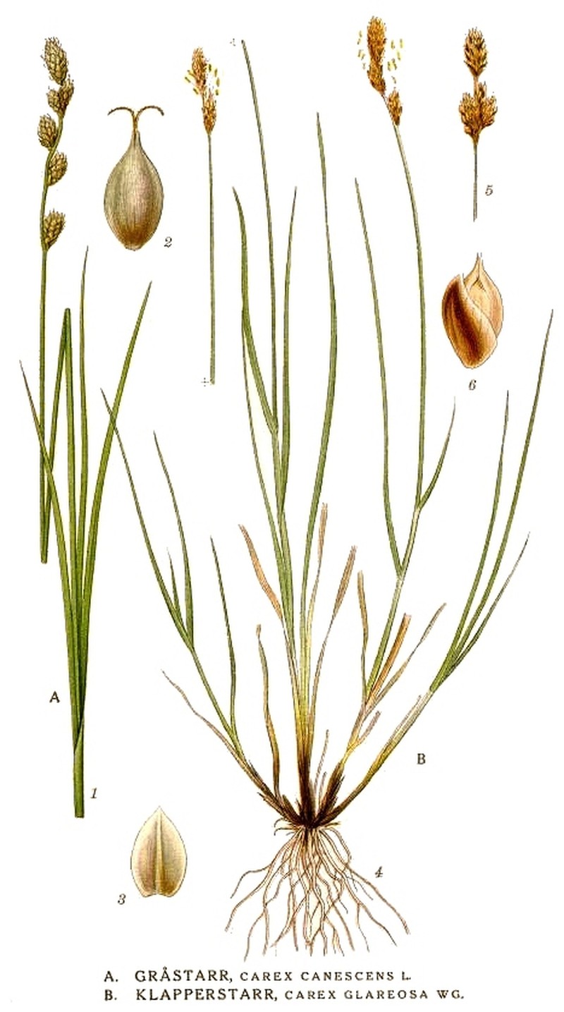 Lesser Saltmarsh Sedge photo 2