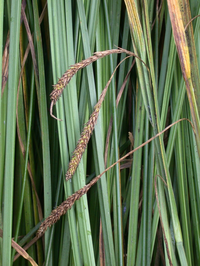 Grant's Sedge