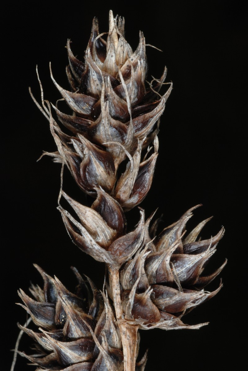 Heavy Sedge photo 2